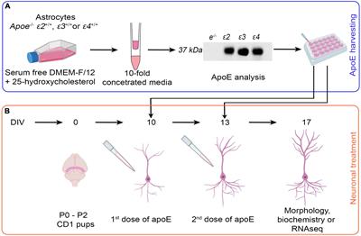 Apolipoprotein E4 Effects a Distinct Transcriptomic Profile and Dendritic Arbor Characteristics in Hippocampal Neurons Cultured in vitro